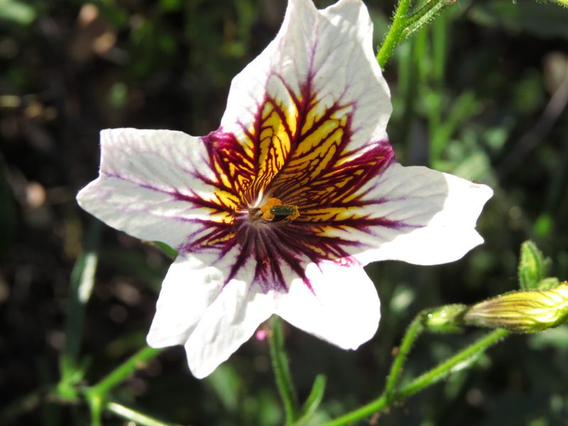 Salpiglossis sinuata, photographed by Nicolás Lavandero