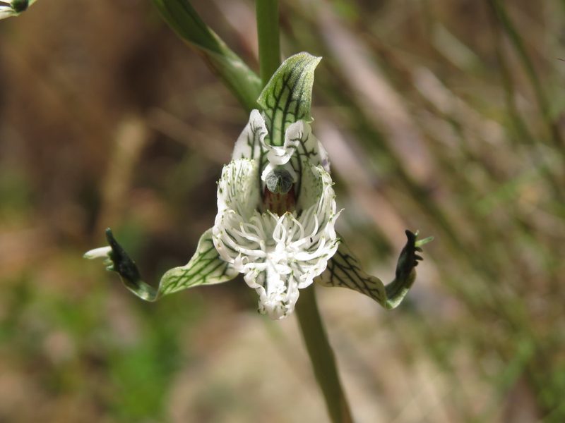 Chloraea prodigiosa, photographed by Nicolás Lavandero