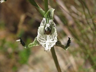 Chloraea prodigiosa, photographed by Nicolás Lavandero