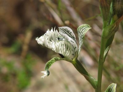 Chloraea prodigiosa, photographed by Nicolás Lavandero