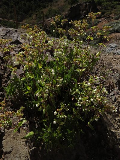 Calceolaria nitida, photographed by Nicolás Lavandero