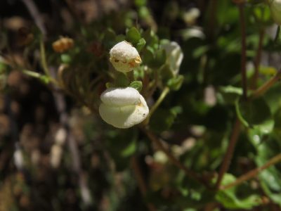 Calceolaria nitida, photographed by Nicolás Lavandero