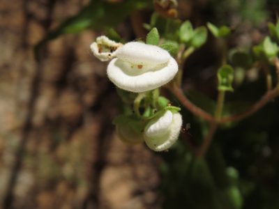 Calceolaria nitida, photographed by Nicolás Lavandero