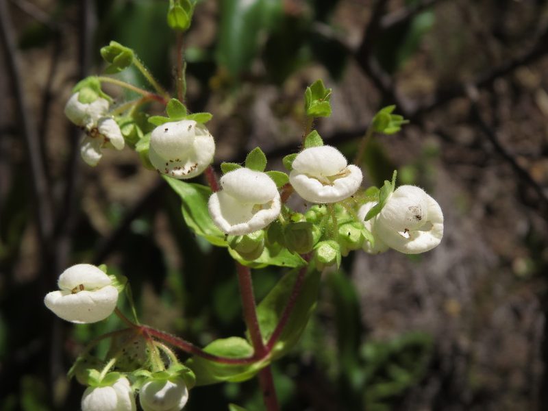 Calceolaria nitida, photographed by Nicolás Lavandero