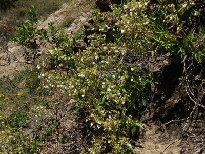 Calceolaria nitida, photographed by Nicolás Lavandero