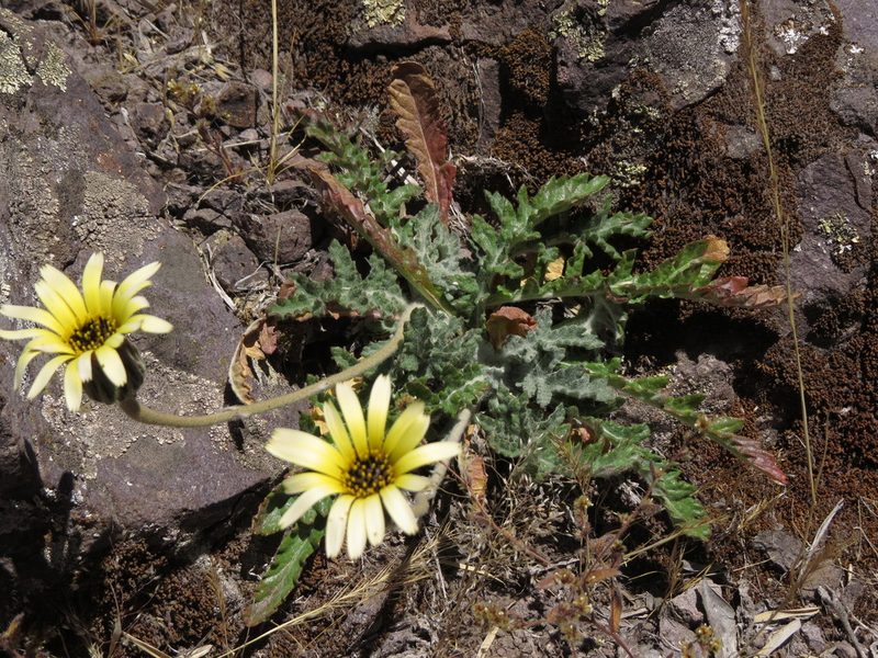 Trichocline aurea, photographed by Nicolás Lavandero