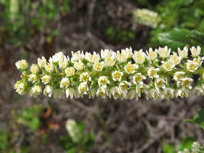 Escallonia pulverulenta, photographed by Nicolás Lavandero