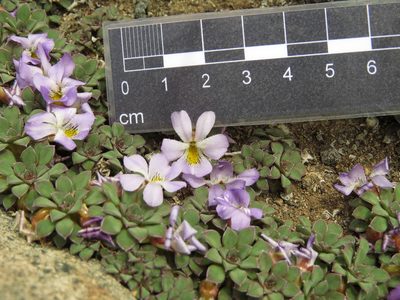 Viola cotyledon, photographed by Nicolás Lavandero