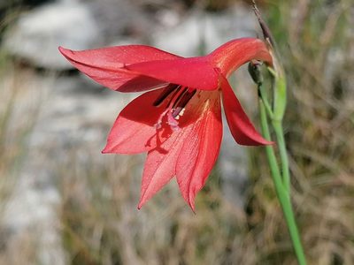 Gladiolus priorii, photographed by flamelily