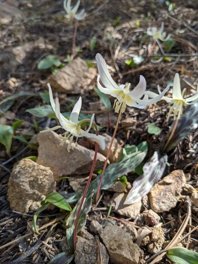 Erythronium citrinum, photographed by Trevor Van Loon