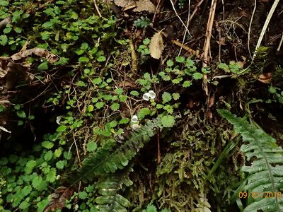 Jovellana repens, photographed by Duncan Cunningham