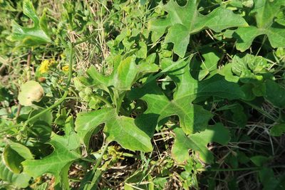 Lagenaria sphaerica, photographed by Presha Soogrim
