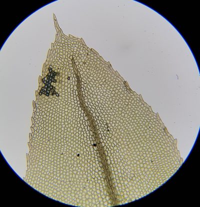 Mnium stellare, photographed by Helen Waterman