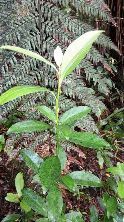 Alseuosmia turneri, photographed by naturewatchwidow