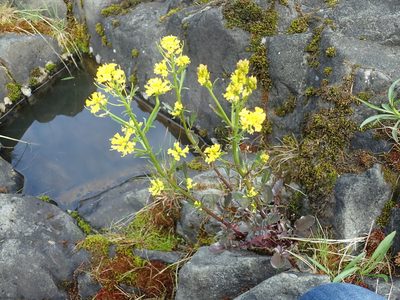 Barbarea orthoceras, photographed by Randal