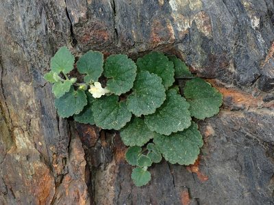 Asarina procumbens, photographed by Julien Renoult