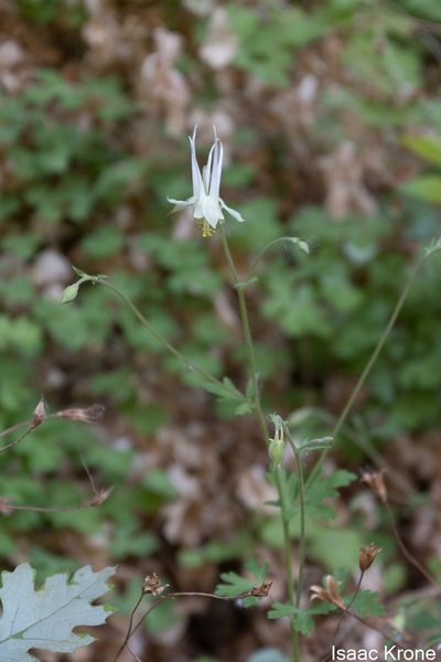Aquilegia micrantha, photographed by Isaac Krone