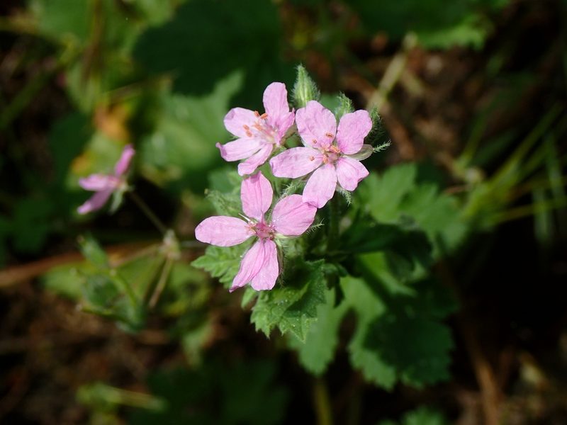 Erodium chium, photographed by Julien Renoult