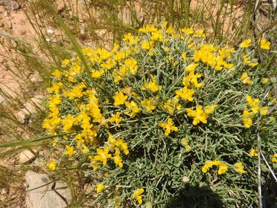 Genista microcephala, photographed by Abdenour Kheloufi