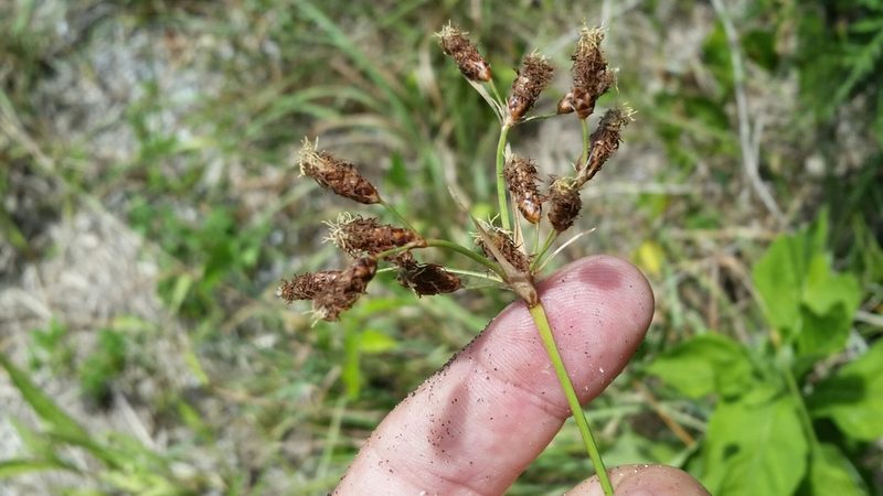Fimbristylis spadicea, photographed by Jay Horn