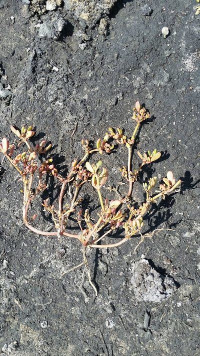 Sesuvium maritimum, photographed by Jay Horn