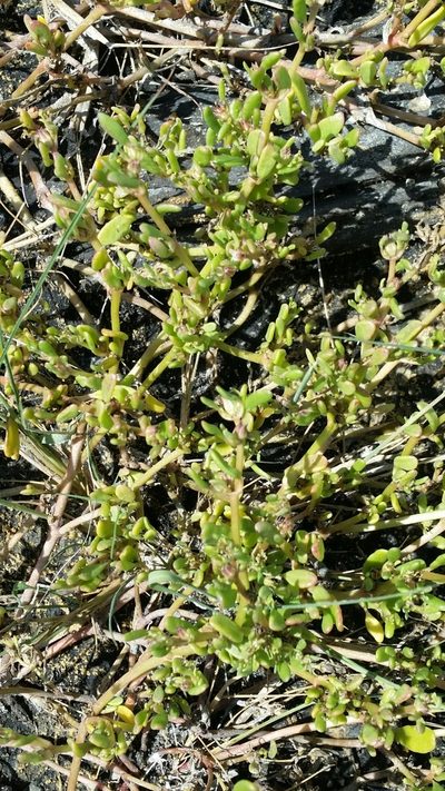 Sesuvium maritimum, photographed by Jay Horn
