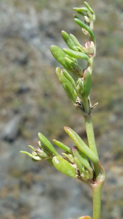 Sesuvium maritimum, photographed by Jay Horn