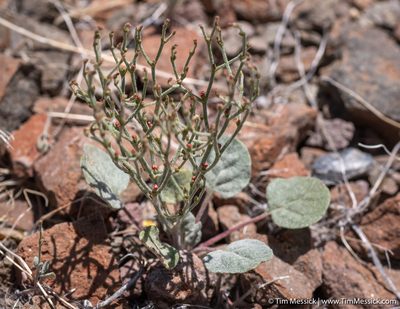 Eriogonum nidularium, photographed by Tim Messick