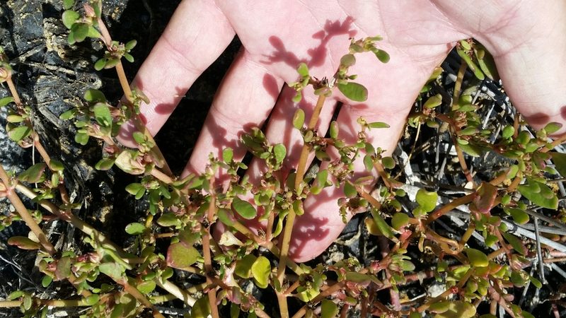 Sesuvium maritimum, photographed by Jay Horn