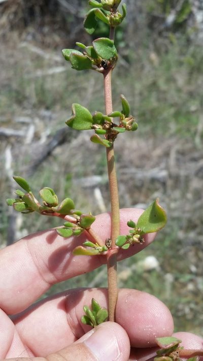 Sesuvium maritimum, photographed by Jay Horn