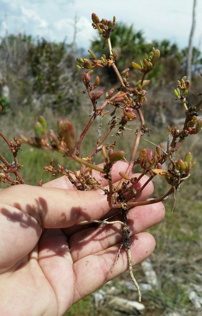 Sesuvium maritimum, photographed by Jay Horn
