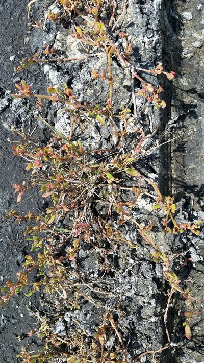 Sesuvium maritimum, photographed by Jay Horn