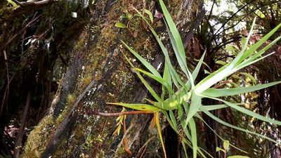 Dracophyllum strictum, photographed by naturewatchwidow