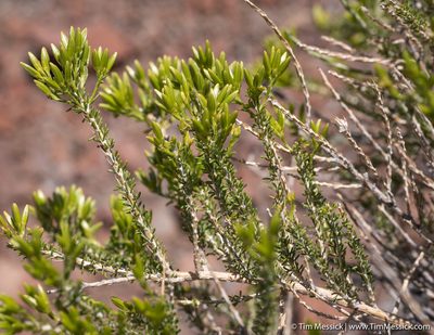 Tetradymia glabrata, photographed by Tim Messick