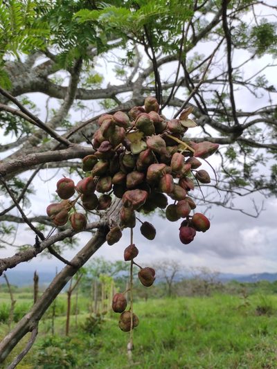 Dilodendron elegans, photographed by Eduardo A. Bolaños Vargas