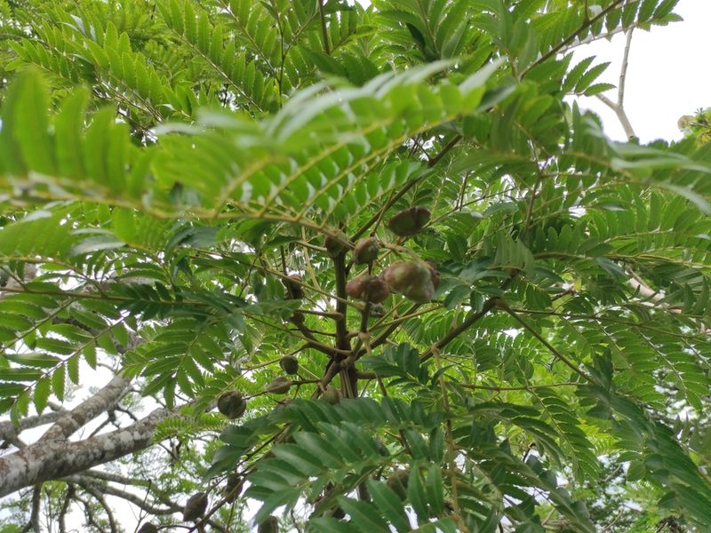 Dilodendron elegans, photographed by Eduardo A. Bolaños Vargas