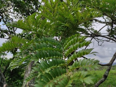 Dilodendron elegans, photographed by Eduardo A. Bolaños Vargas