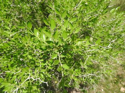 Ziziphus lotus, photographed by Abdenour Kheloufi