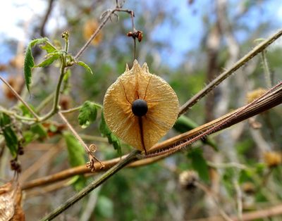Cardiospermum corindum, photographed by Alexis López Hernández