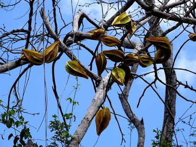 Macroscepis yucatanensis, photographed by Alexis López Hernández