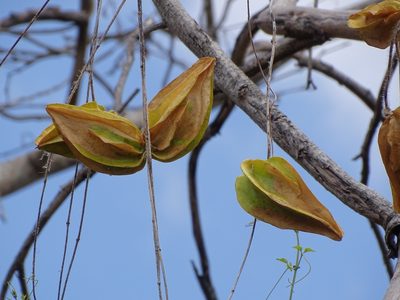 Macroscepis yucatanensis, photographed by Alexis López Hernández