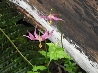 Erythronium revolutum, photographed by Randal