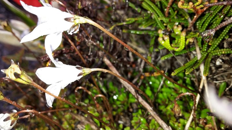 Wahlenbergia pygmaea, photographed by naturewatchwidow