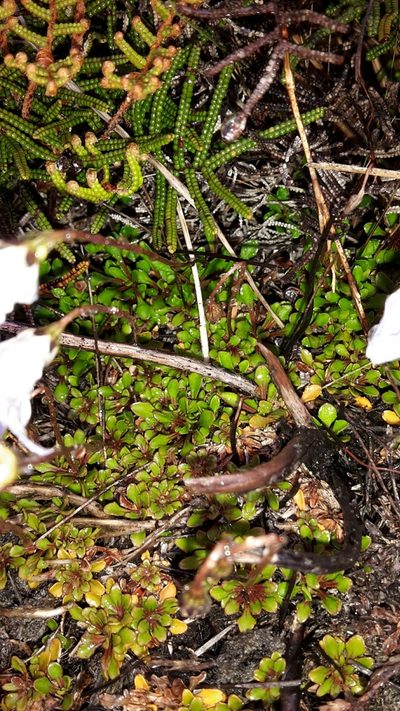 Wahlenbergia pygmaea, photographed by naturewatchwidow