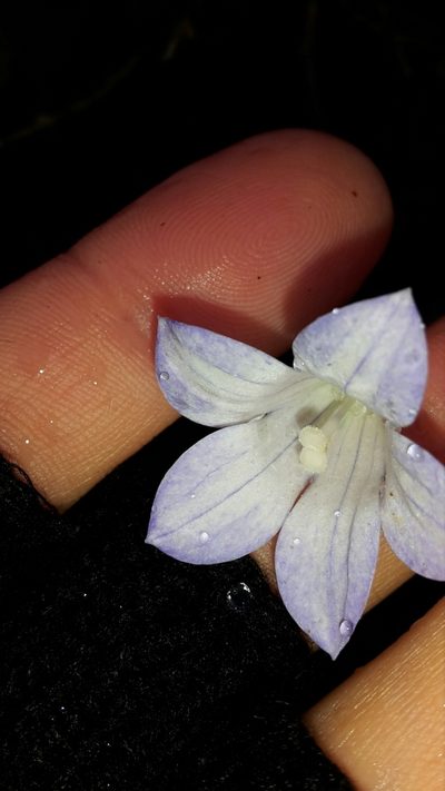 Wahlenbergia pygmaea, photographed by naturewatchwidow
