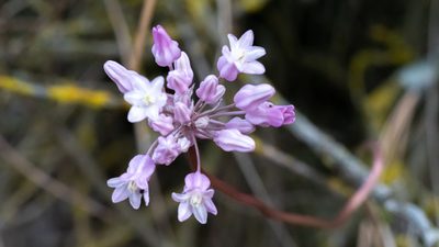 Dichelostemma volubile, photographed by mdhancher