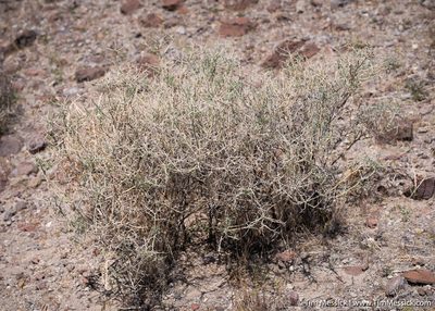 Psorothamnus polydenius, photographed by Tim Messick