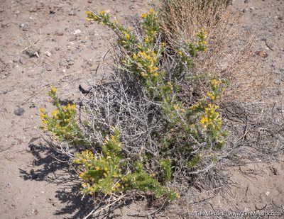 Tetradymia spinosa, photographed by Tim Messick