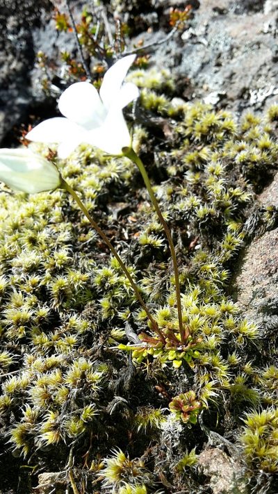 Wahlenbergia pygmaea, photographed by naturewatchwidow