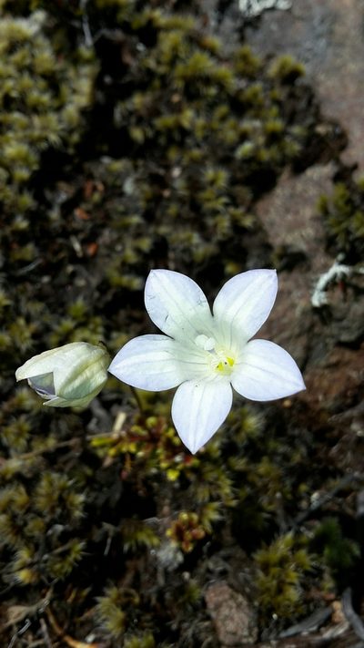 Wahlenbergia pygmaea, photographed by naturewatchwidow